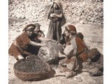 These Beduin girls have secured a piece of an ancient column and are making it serve as a roller for crushing olives placed on a rock. An early photograph.